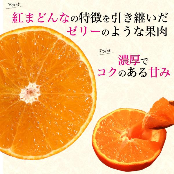 紅プリンセス 青秀 愛媛県産 みかん 約1〜1.3kg 5〜7玉入り 糖度12度
