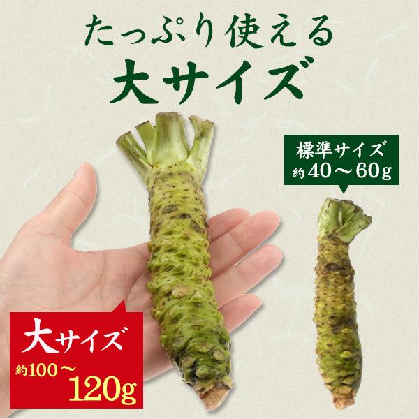 静岡県産 本わさび 大サイズ 約100〜120g×1本 国産 ワサビ 香味野菜