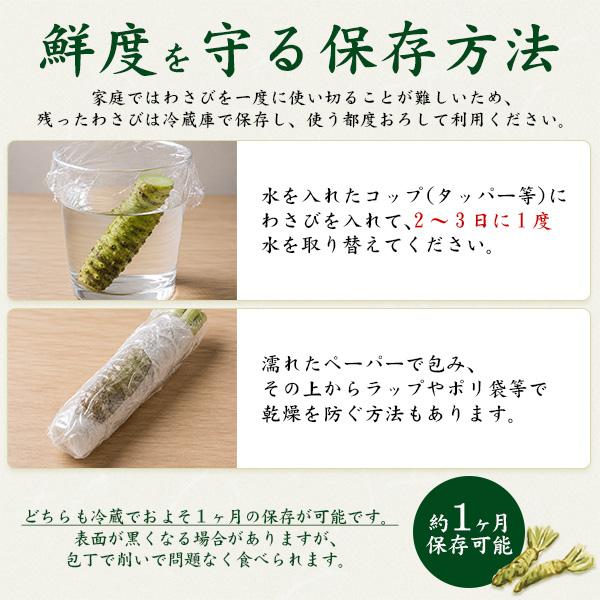 2本セット 静岡県産 本わさび 大サイズ 約100〜120g×2本 国産 ワサビ