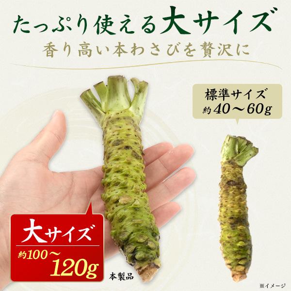 2本セット 静岡県産 本わさび 大サイズ 約100〜120g×2本 国産 ワサビ