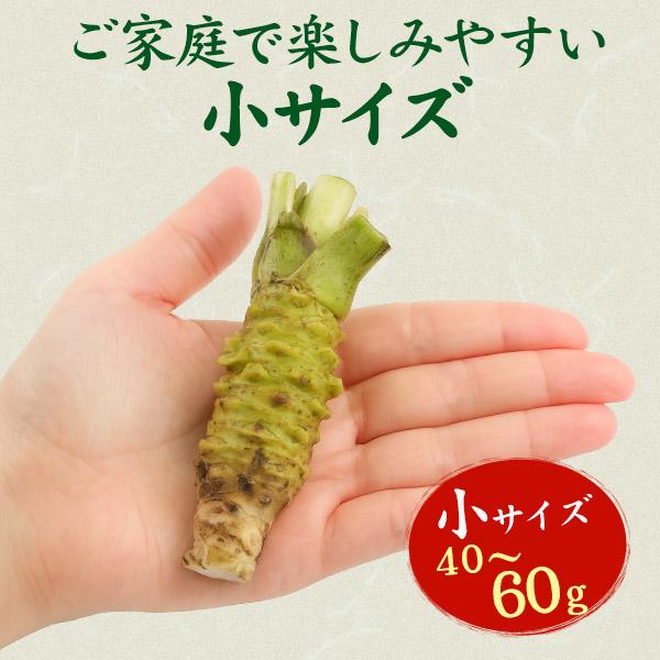 3本セット 静岡県産 本わさび 小サイズ 約40〜60g×3本 国産 ワサビ