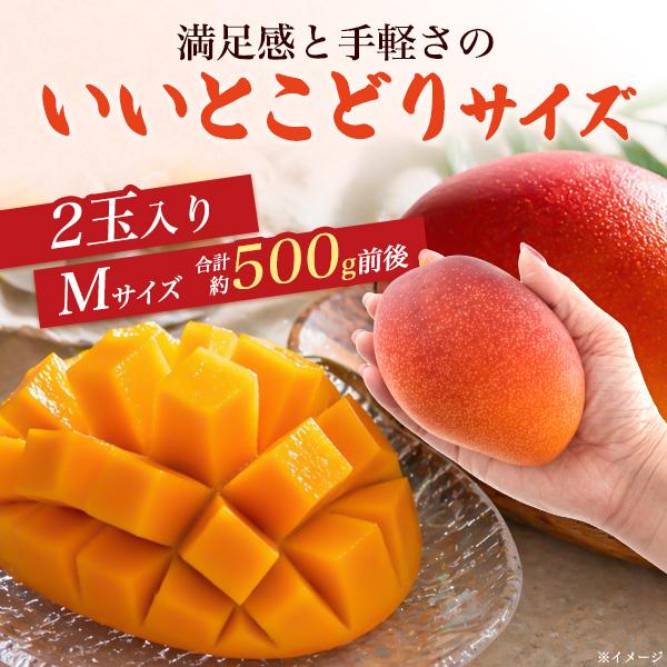 宮崎県産 マンゴー ミニ Mサイズ 2玉入り 合計約500g前後 国産 完熟