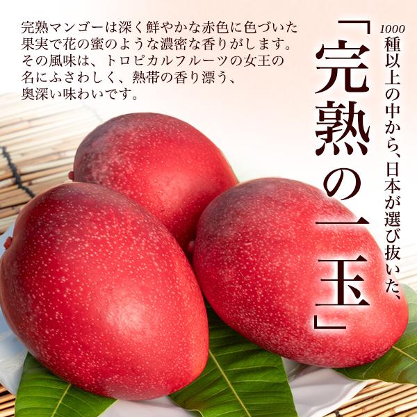 宮崎県産 マンゴー ミニ Mサイズ 2玉入り 合計約500g前後 国産 完熟