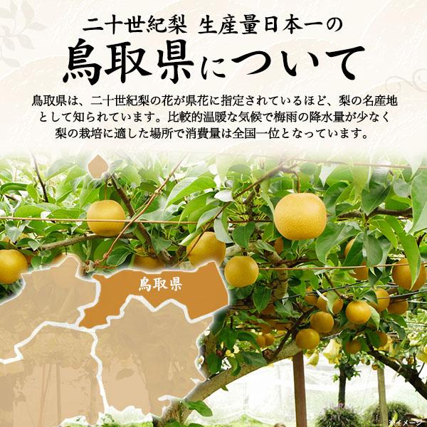 鳥取県産 梨 新甘泉 4〜7玉入り 計約2〜2.8kg前後 国産 果物 フルーツ