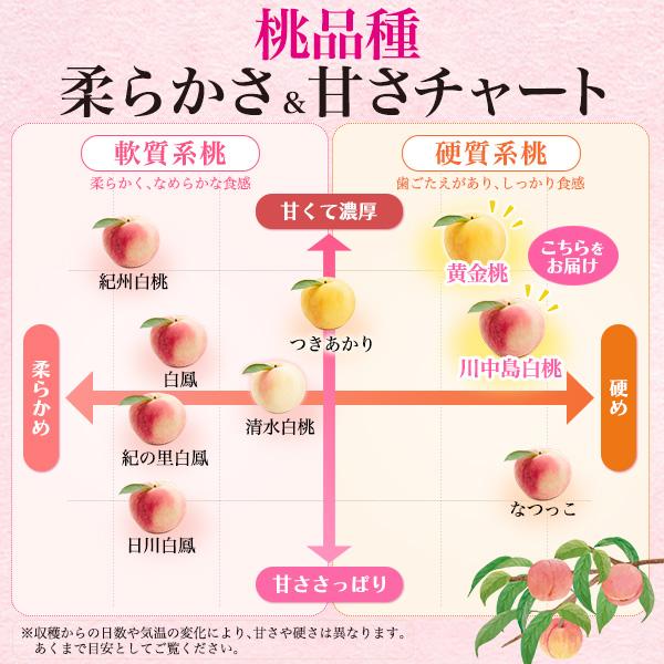 桃 和歌山県産 あら川の桃 川中島白桃 黄金桃 2色ギフトセット 6玉入り