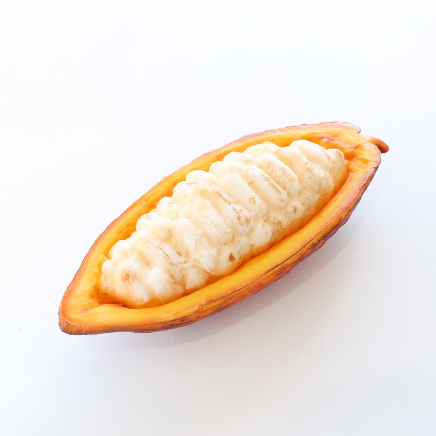 食べられない カカオ ポッド カカオの実 カット レッドオレンジ 食品サンプル レプリカ 見本 フェイク 食品サンプル Unistu Dev Athosdigital Com Br