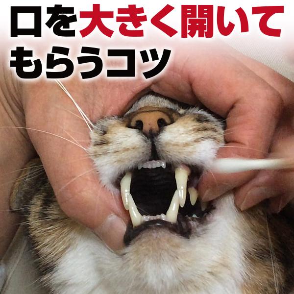 DVD猫さんの歯磨き実践講座歯磨き・口内ケアの全過程を完全収録 : 牛