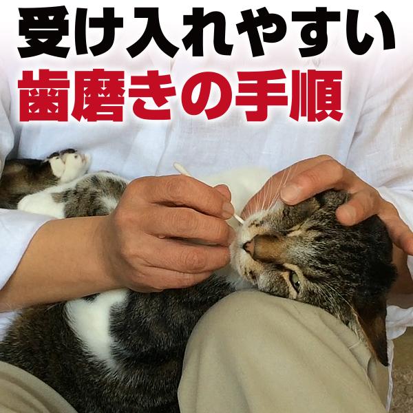 猫の歯科診療 DVD 2枚組 DVD猫さんの歯磨き実践講座歯磨き・口内ケアの全過程を完全収録 : 牛