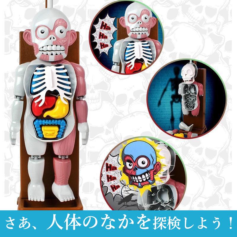 放課後の怪談シリーズ 恐怖! ドキドキクラッシュ ゾクッ人体模型