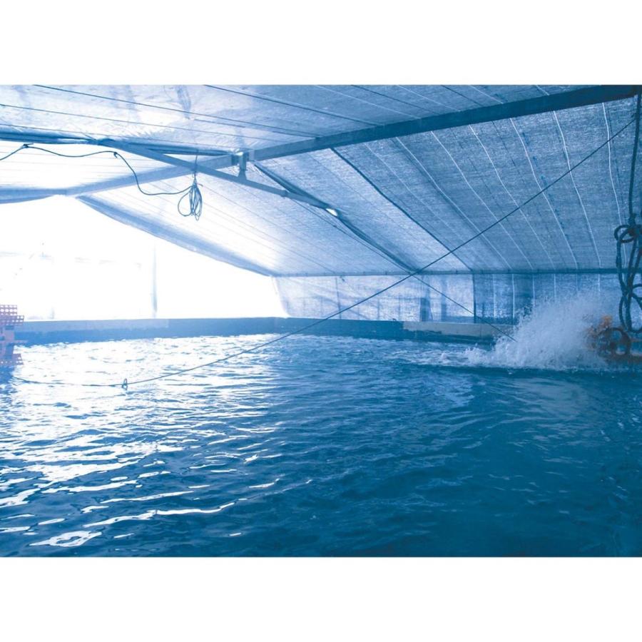 浜名湖うなぎ 白焼き 2人前 わさび・醤油・吸い物付き 静岡県浜松産 ギフト プレゼント 誕生日 お祝い 贈答品 成人祝い |  | 04