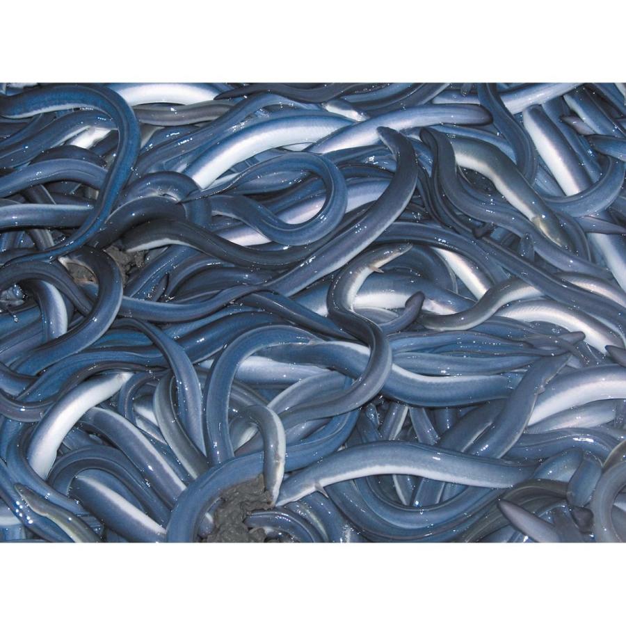 浜名湖うなぎ 蒲焼き・白焼き 4人前 たれ・山椒・わさび・醤油・吸い物付き 静岡県浜松産 ギフト プレゼント 誕生日 お祝い 贈答品 成人祝い |  | 05