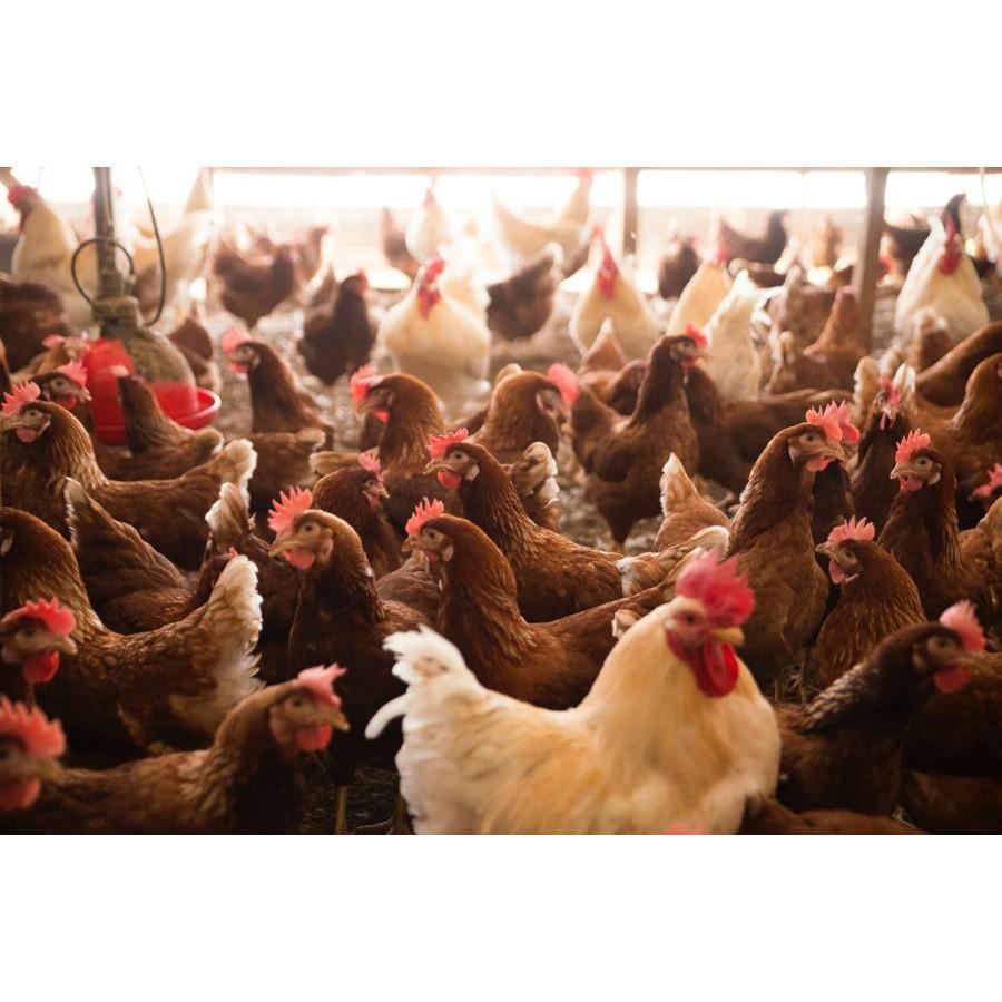 みやぎ農園の手づくりマヨネーズ 4本入りギフトセット 沖縄県産 ギフトボックス ギフト プレゼント 誕生日 お祝い 贈答品 成人祝い |  | 08