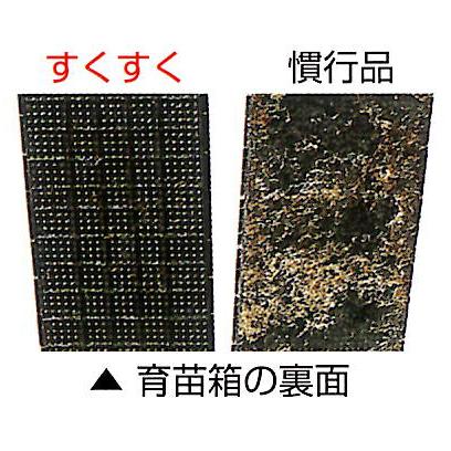 50枚セット) 育苗箱 すくすく (中敷き不要) 軽労化育苗箱 お届け先選択
