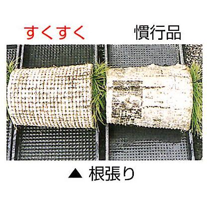 50枚セット) 育苗箱 すくすく 茶色 (中敷き不要) 軽労化育苗箱 お