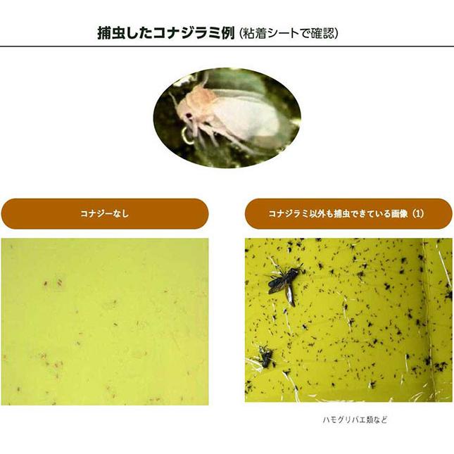 コナジラミキャッチャー みのる産業 (10台セット) コナジラミキャッチャー CKZ-100 活性式