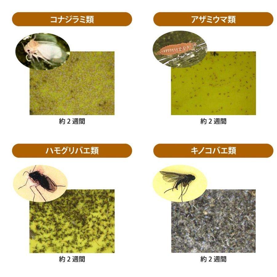 みのる産業 (3台セット) スマートキャッチャーII CLF-700 吸引式LED