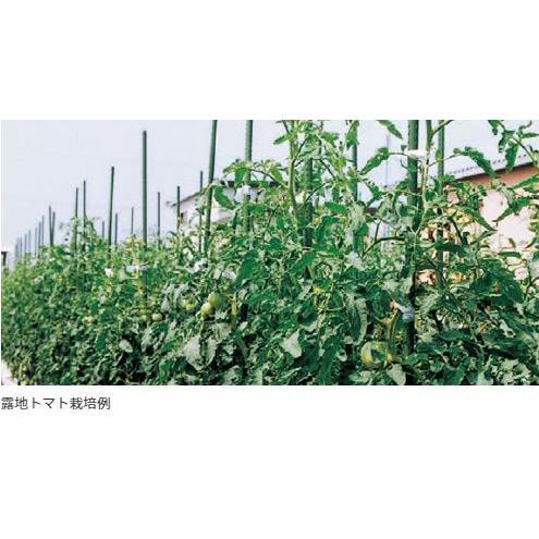 100本セット) セキスイ イボ竹 農業用支柱 φ11×2100mm 11×2.1 11mm