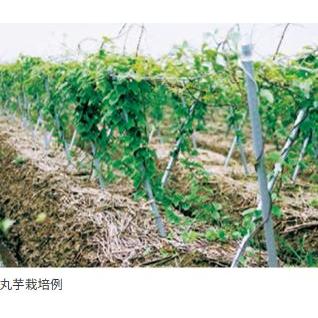 25本組) セキスイ イボ竹 シルバー φ20×2700mm 農業用支柱 (プロ