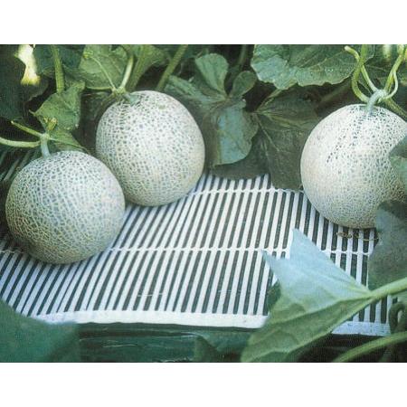 セキスイ (6巻セット特価) ストロースノコ 3型 III型-30 メロン用 巾