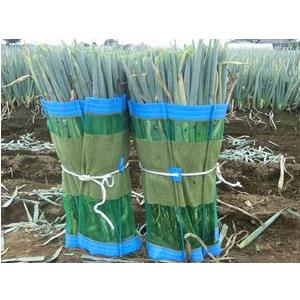 50枚セット特価) マキマキ 90×150cm (ダンポールR 6本入) 宇部エクシモ