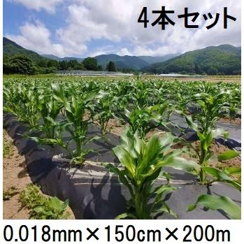 4本セット特価) 生分解性マルチフィルム キエ丸 黒 0.018mm×150cm