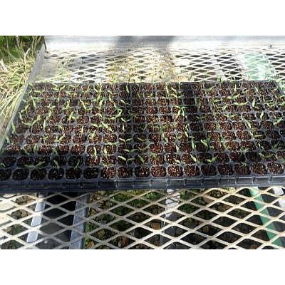 久留米運送 営業所止め商品】(10枚セット) メッキ エキスパンドメタル