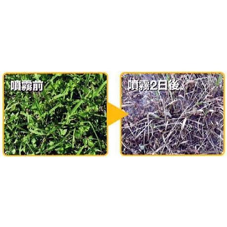 (徳用6本セット) 速効タイプ 草枯れ一番シャワー 1000ml 除草剤 パネフリ工業_3