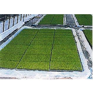 2巻セット) 育苗プールシート ぷーるっこ Dタイプ 220枚用 0.1mm×260cm 