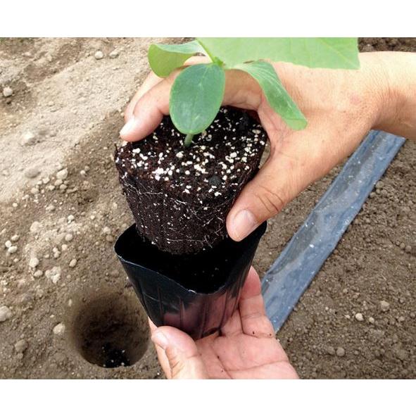 専用苗 セルトップ(R)苗 ビオラ ユニークカラー 2種セット｜種（タネ）,球根