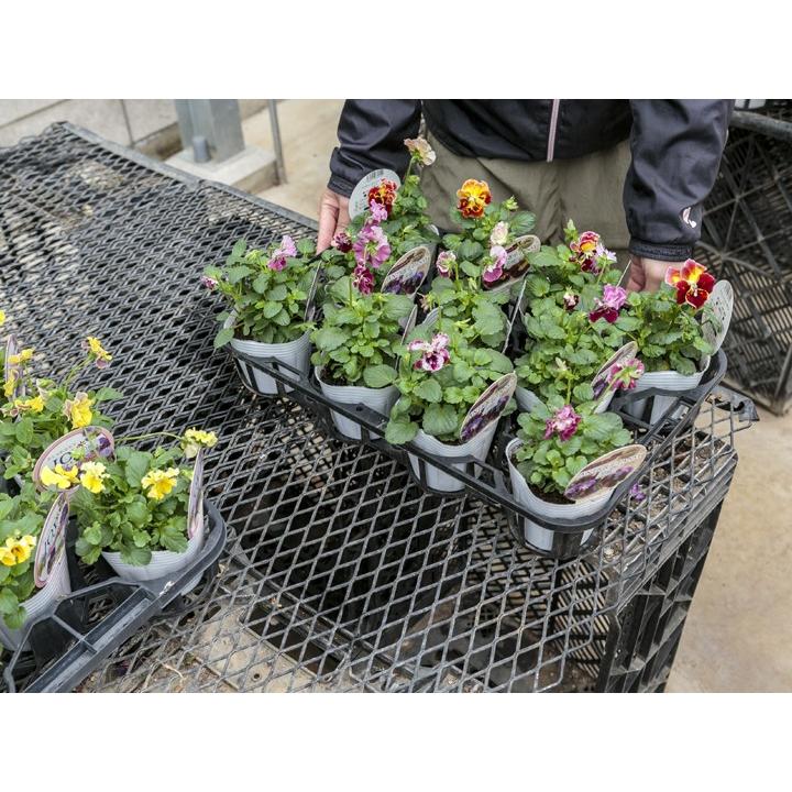 徳用5枚セット) コーティング エキスパンドメタル 安心ベンチ 1829mm