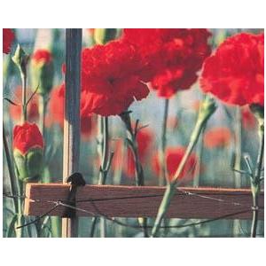 Nバンド 1kg入 N255 N205 N185 N165 N145 園芸用万能ゴム (サイズ選択