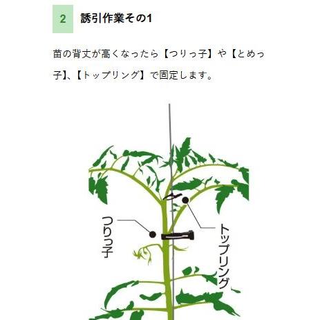 徳用500個入) U子II トマトUターン栽培用誘引具 トマト誘引 誘引資材 U