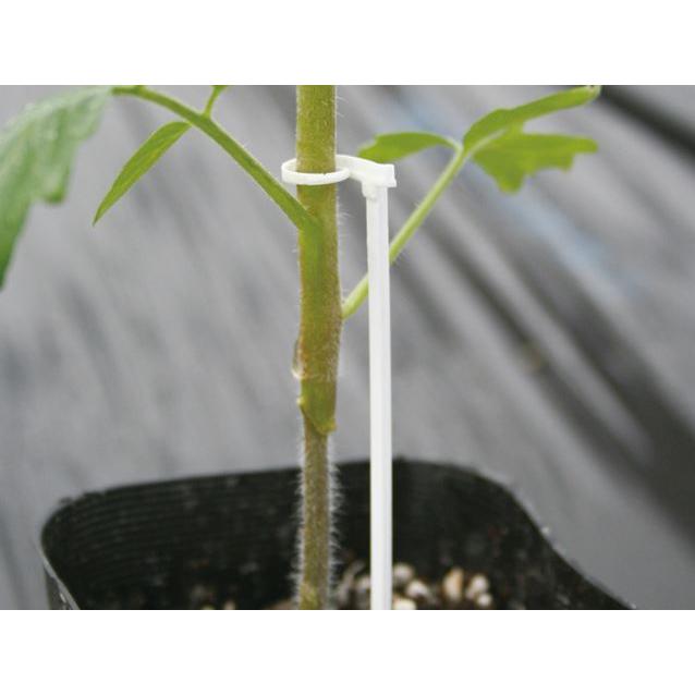 1000個入) たちんぼ T-110P (A) 幼苗支え棒 苗倒れ防止 ナスニックス
