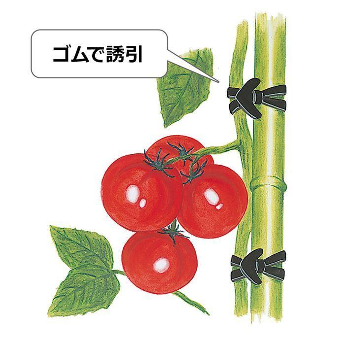 10箱セット特価) ゴムスビー 500g (約250個入)×10箱 農園芸用万能