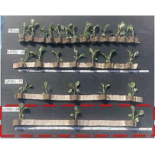 60冊入) ロングピッチチェーンポット LP353-30 株間30cm 190穴