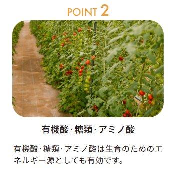 (2個セット) アミノサンピ 12kg×2個 葉面散布用肥料 液肥 バイオスティミュラント資材 OATアグリオ ※メーカーより取り寄せてからの発送となります zm_3