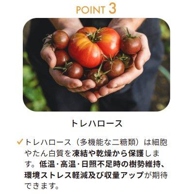 (6本セット) 鉄力トレプラス 1L 鉄力あくあFT1 葉面散布 土壌潅水 バイオスティミュラント資材 OATアグリオ (佐川等orレターパック) zm_4