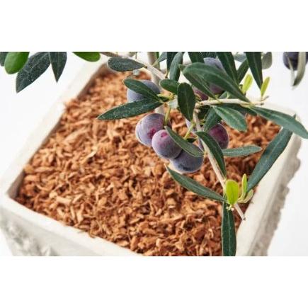 動画あり (50L入り×3袋) ベラボン・プレミアム 高品質ヤシの実チップ BELLABON PREMIUM 寄せ植え 洋ラン 山野草 菊 多肉植物 フジック (個人宅配送不可)の画像