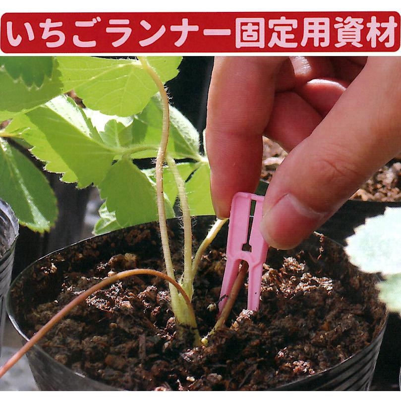 色をお選びください) ラン太 500個入 白 赤 緑 橙 桃 いちご