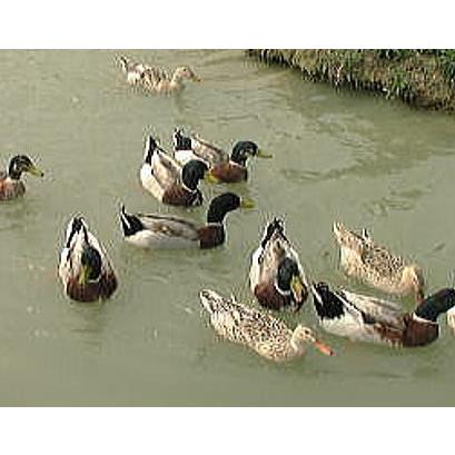 あいがもネット あいがも電気柵 W型 周囲300ｍ用 W-6型セット 末松電子製作所