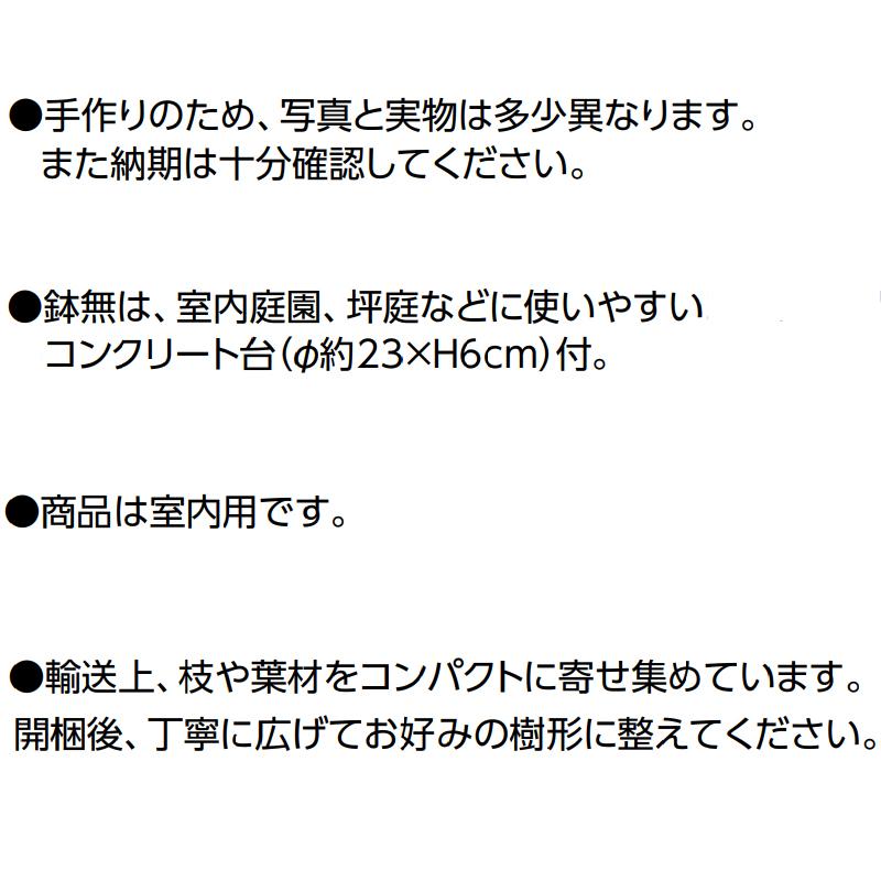 タカショー 【室内用】 人工植物 和風もみじ 夏もみじ 鉢無 1.5m (GD-242S 33394300) yuas 5m GD