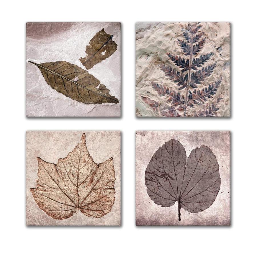 Fossil Plant Images - 4-Piece Ceramic Tile Coaster Set - Caddy Included｜tactshop｜03