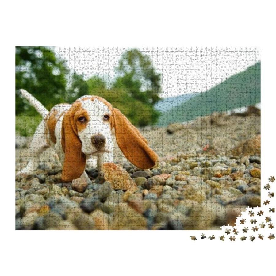 Basset Hound Puppy Dog on Rocky Beach... Jigsaw Puzzle Jigsaw Puzzle with 2｜tactshop｜02