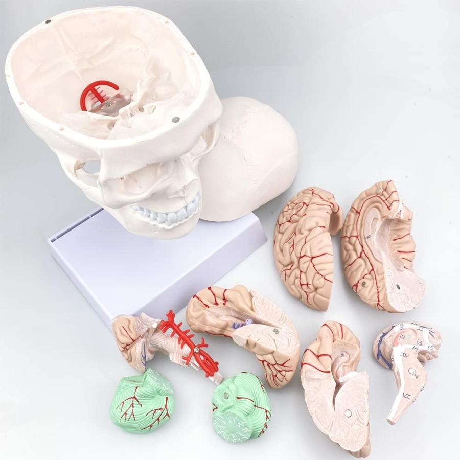 人間の頭蓋骨と脳の解剖学モデル 等身大 頸椎と基礎付き 教室 医療 神経科 解剖学 教育 勉強用｜tactshop｜02