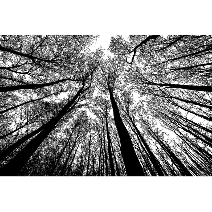 Bgraamiens Puzzle-フォレスト モノクロ-1000ピース クリエイティブ