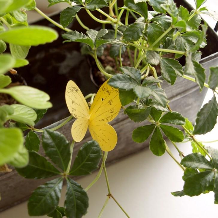 TAGGED for Garden Butterｆly A yellow｜taggedproject｜03