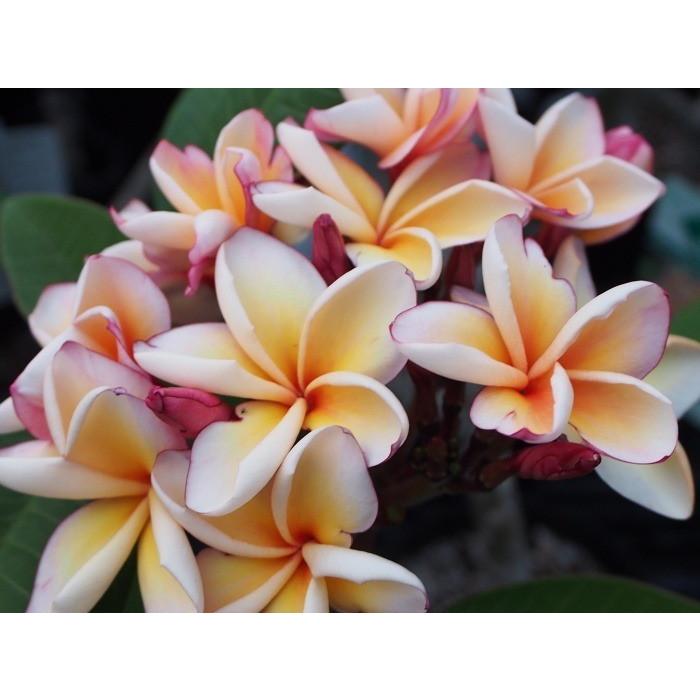 花つき抜群 プルメリア 熱帯植物専用肥料 ブルームブースト Bloom Boost 35グラム 植物との同梱可能 メール便発送 Bloomboost Tahiti Marche タヒチマルシェ 通販 Yahoo ショッピング