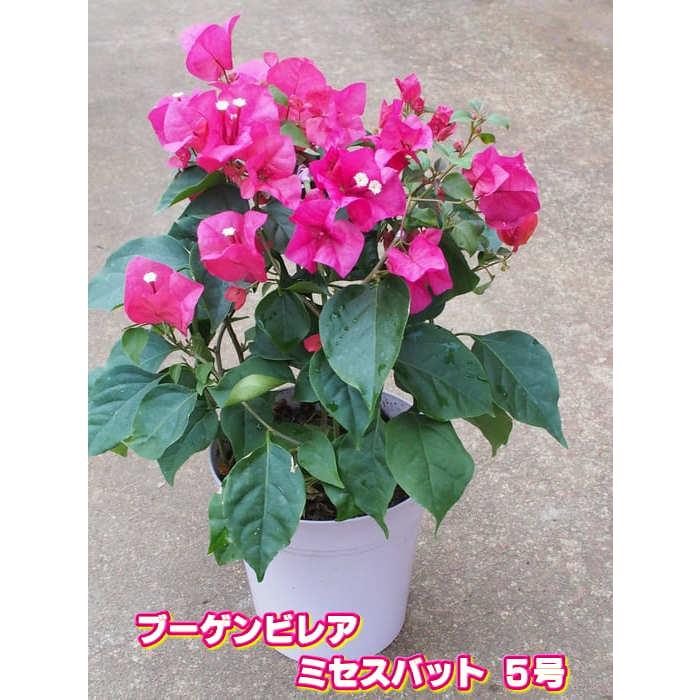 よく咲く地植えにも向く品種！！ ブーゲンビリア ミセスバット 5号鉢