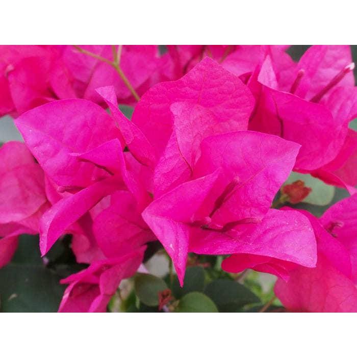 よく咲く地植えにも向く品種！！ ブーゲンビリア ミセスバット 5号鉢