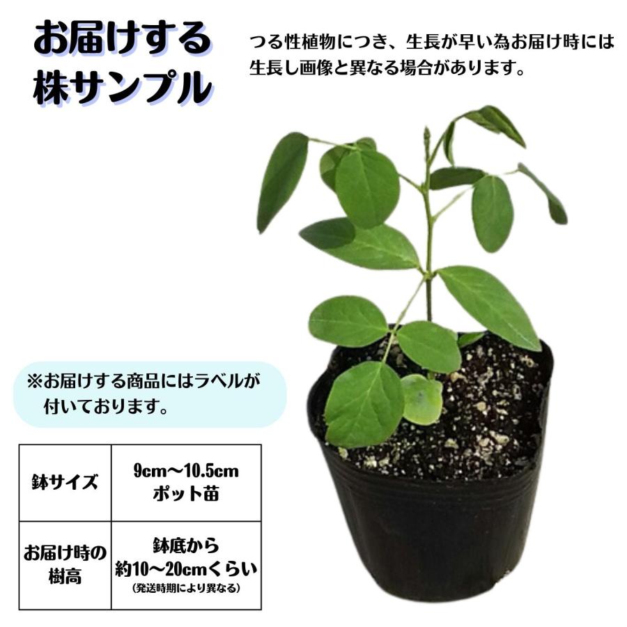 〔予約商品 5月中旬頃より発送〕沖縄で話題の植物《バタフライピー ポット苗》 ハーブ 蝶豆 ちょうまめ チョウマメ アンチャン｜tahiti-marche｜02